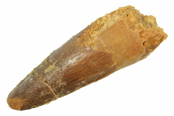 Juvenile Fossil Spinosaurus Tooth - Real Dinosaur Tooth #298404